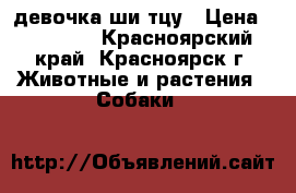 девочка ши тцу › Цена ­ 20 000 - Красноярский край, Красноярск г. Животные и растения » Собаки   